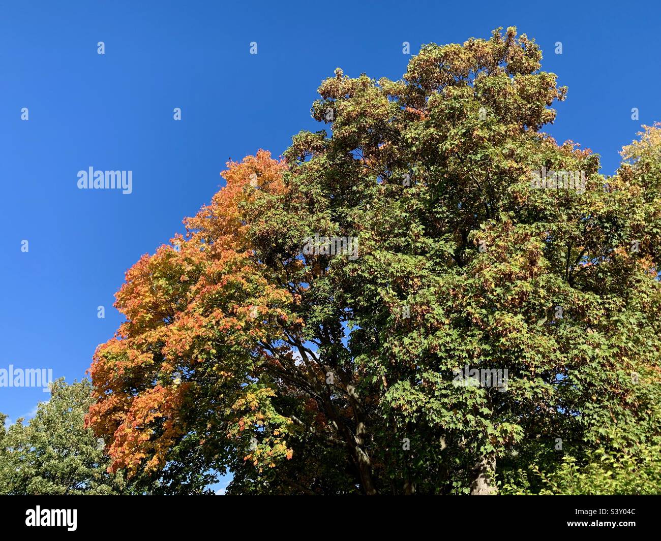 Foglie che si trasformano in arancione su albero autunnale - Immagine stock catturata con smartphone
