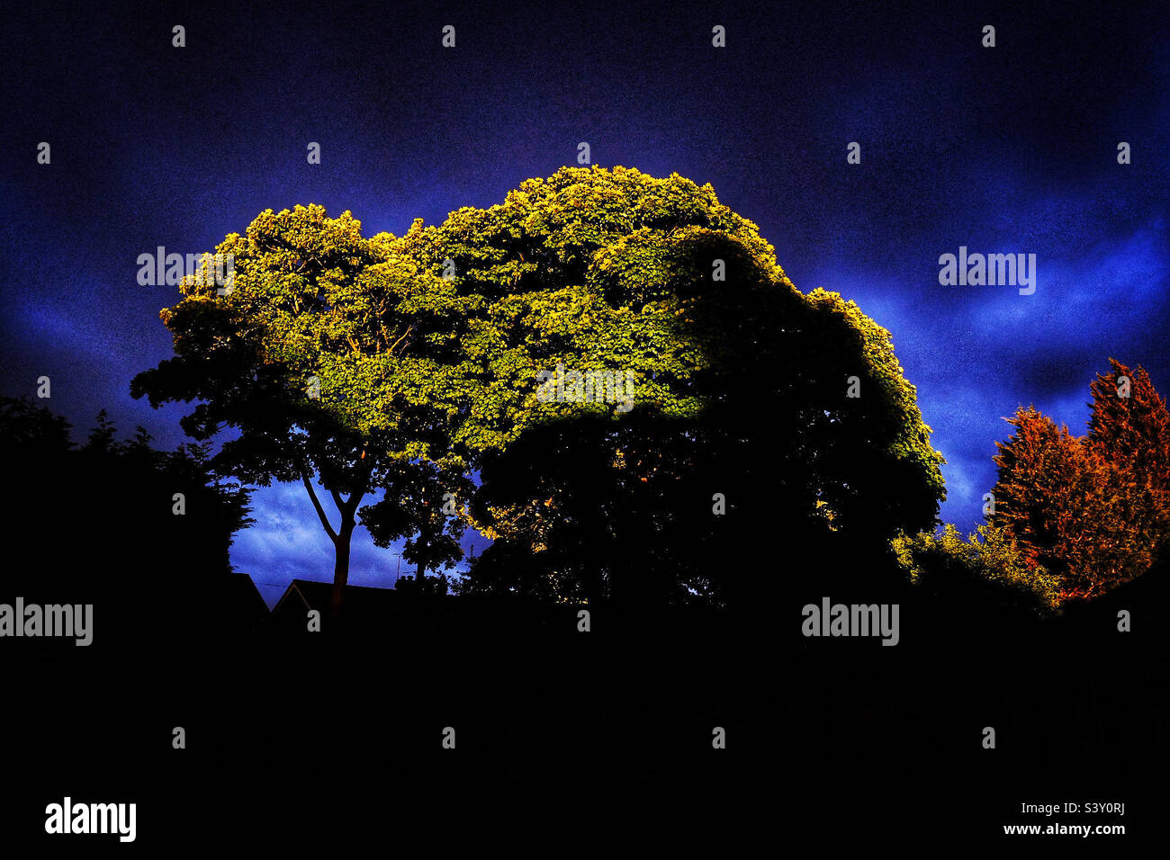 Storm Tree Foto Stock