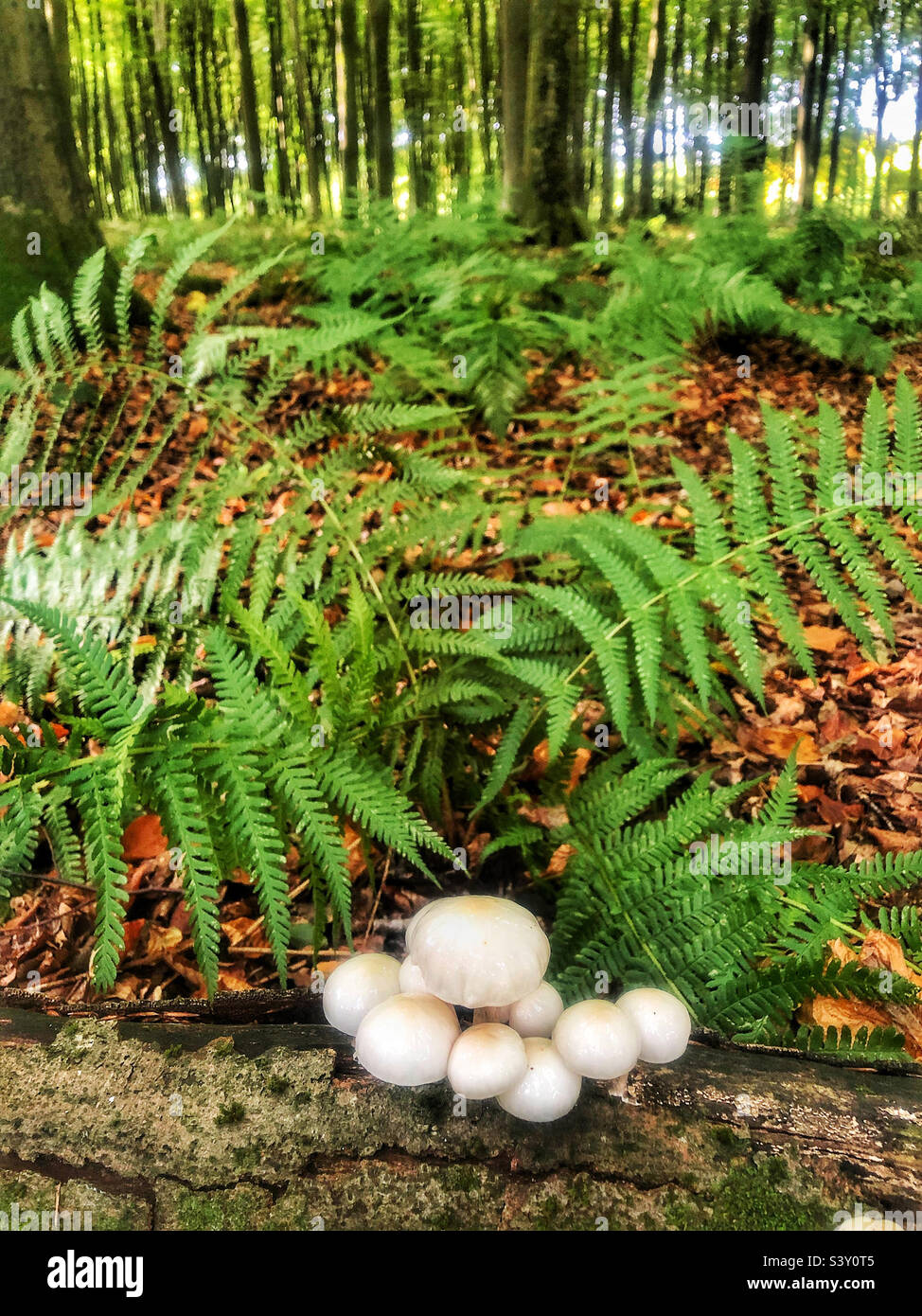 Funghi di porcellana che crescono nei boschi di faggio vicino a Winchester Hampshire Regno Unito Foto Stock