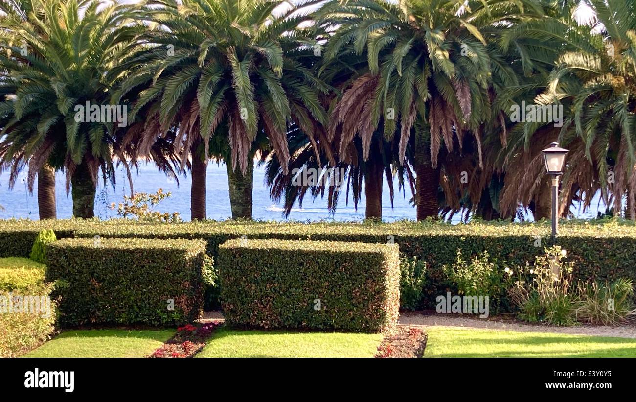 Alberi di palma e siepi intorno ai giardini dell'Hotel Real che si affacciano sulla baia di Santander Cantabria Spagna Foto Stock