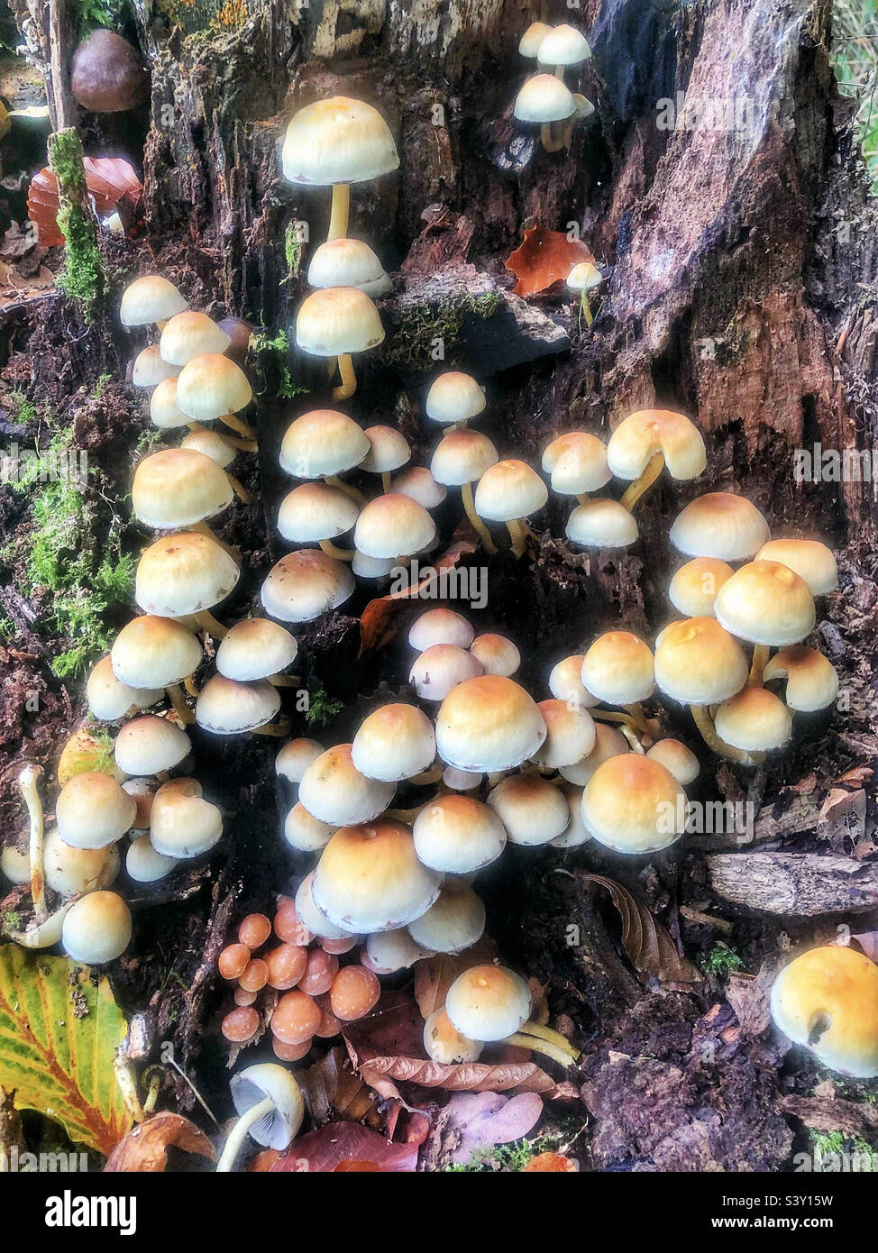 Funghi che ricoprono un ceppo di albero marcio in legno di faggio vicino a Winchester Hampshire Regno Unito - Immagine stock catturata con smartphone