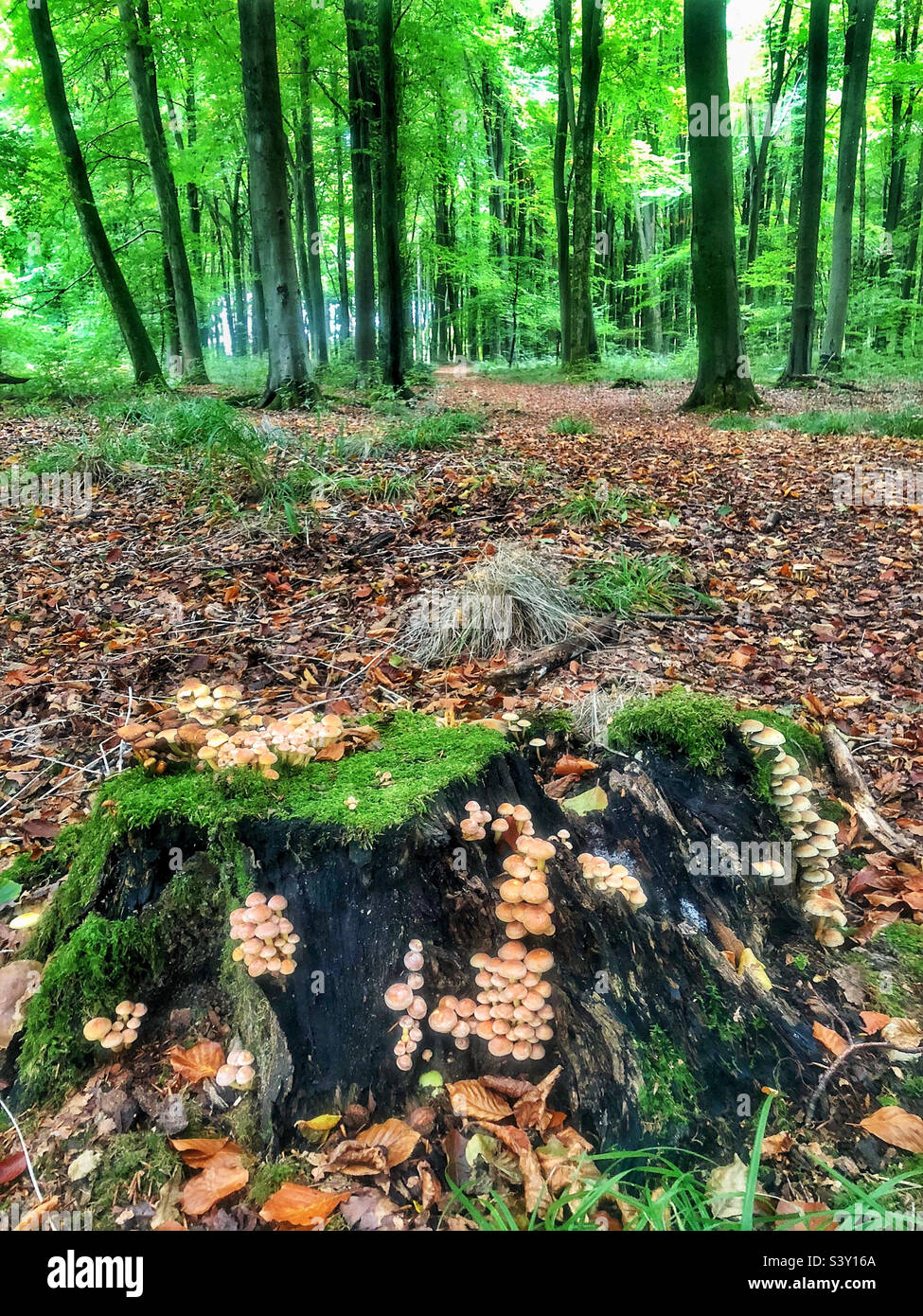 Funghi in autunno che ricoprono un ceppo di albero marcio in legno di faggio vicino a Winchester Hampshire Regno Unito - Immagine stock catturata con smartphone