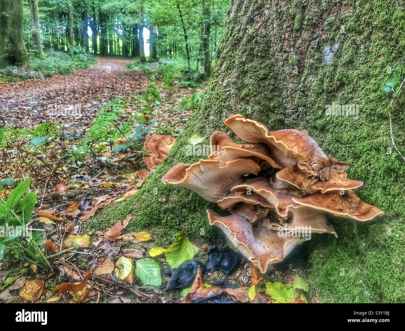 Fungo gigante di Polypore che cresce su un albero in un bosco di faggio vicino a Winchester Hampshire Regno Unito Foto Stock