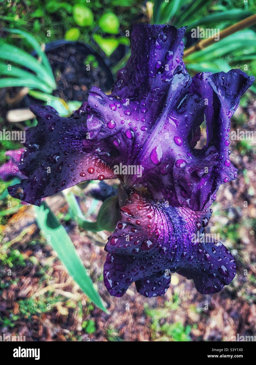 Iris Viola Foto Stock