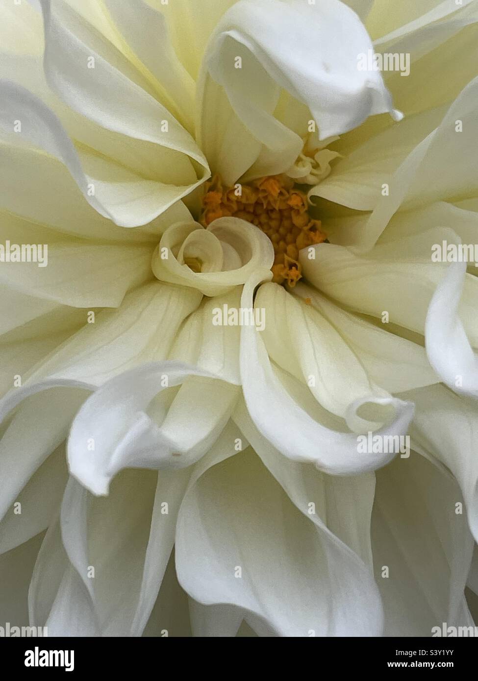 Centro di una fioritura bianca eccezionalmente grande. Sfondo astratto. Foto Stock