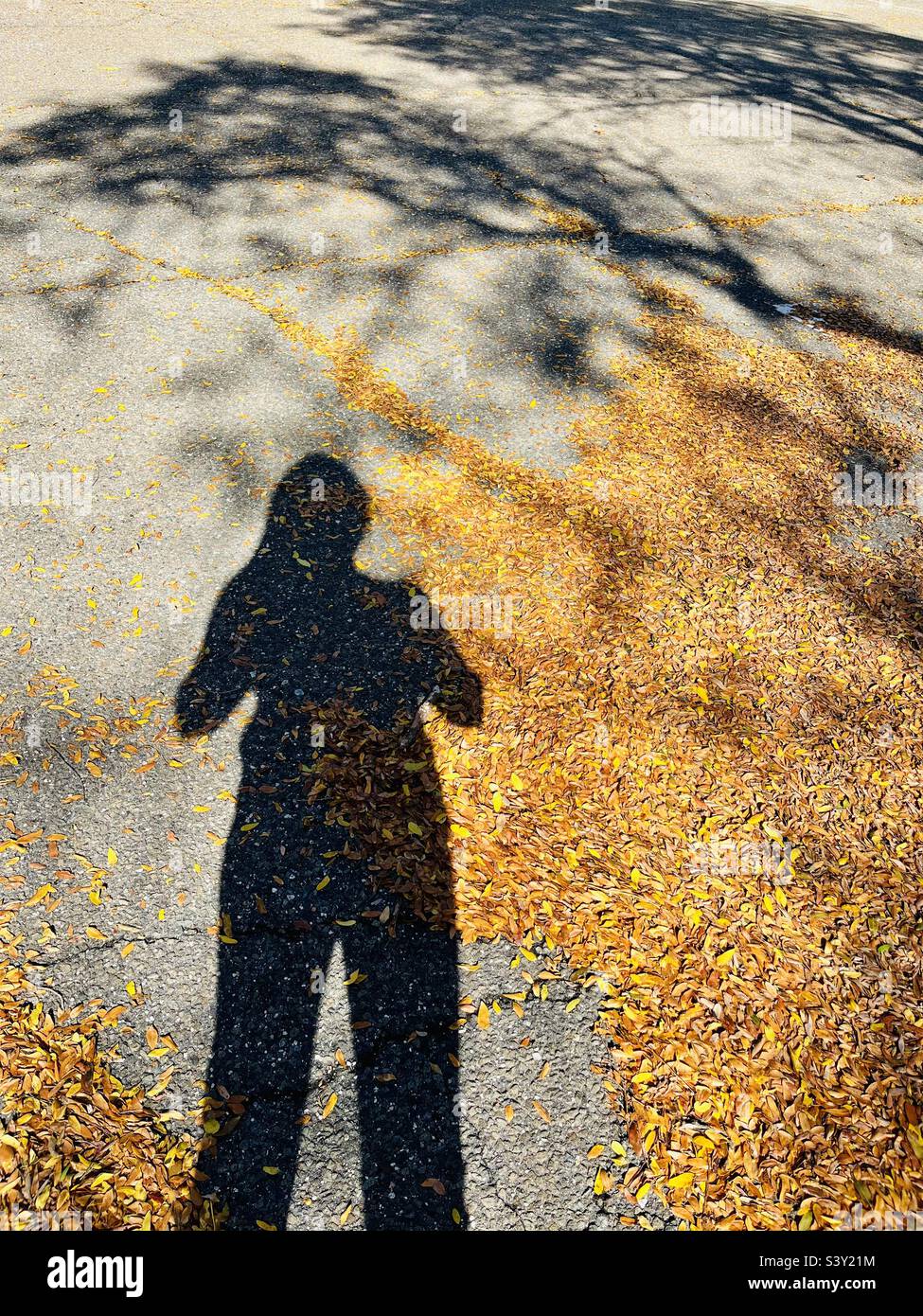 L'ombra di una persona e di un albero in autunno lascia il terreno - Immagine stock catturata con smartphone