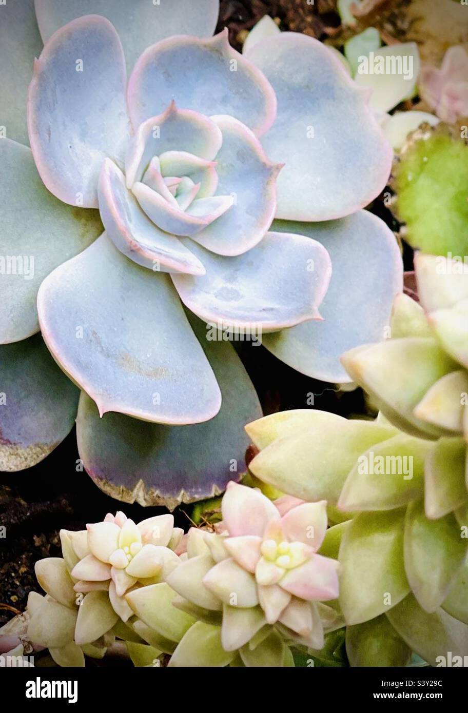 Incredibile Echeveria fantasma Foto Stock