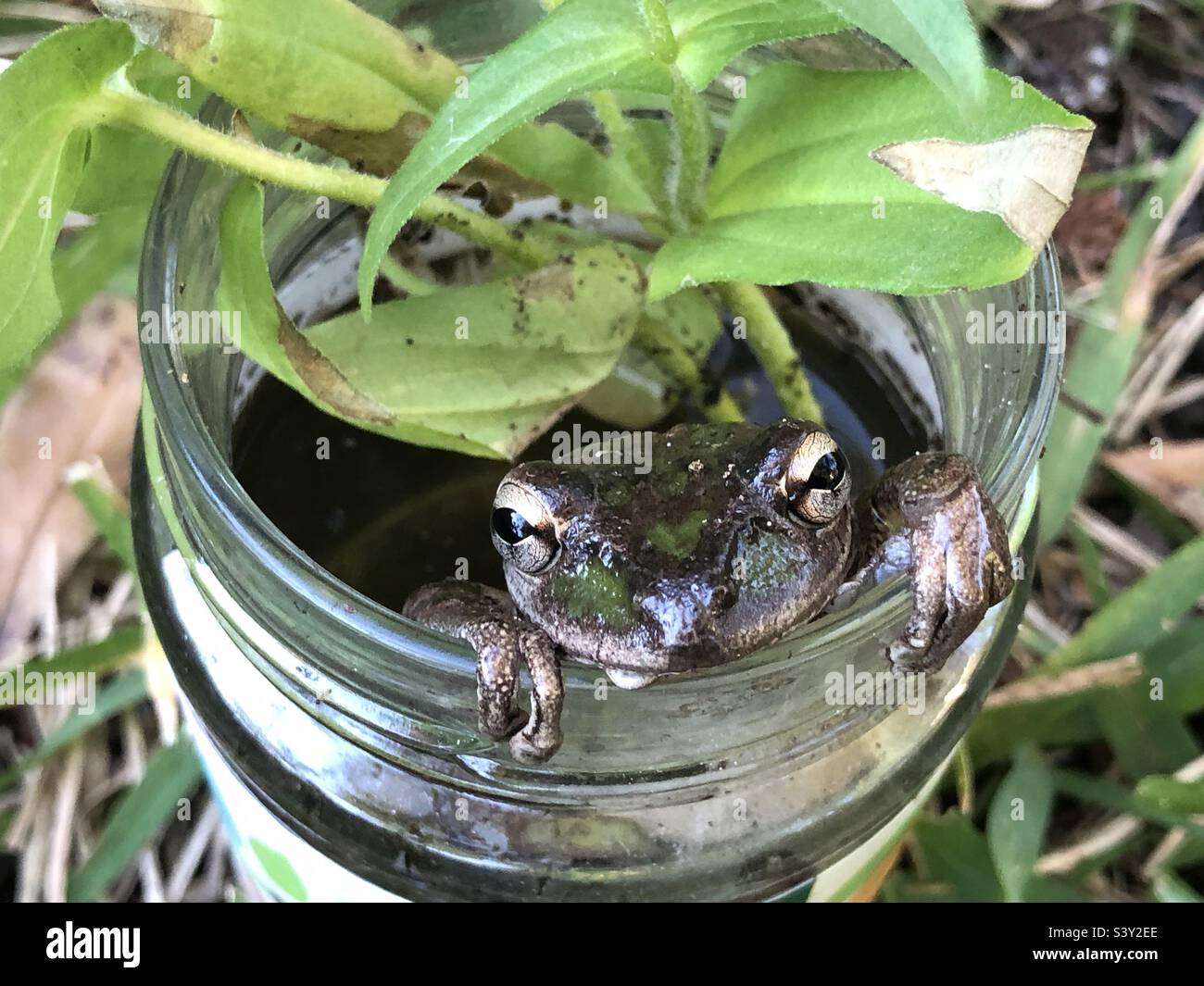 Un invasivo albero cubano rana in un vaso d'acqua in un cortile della Florida. Foto Stock