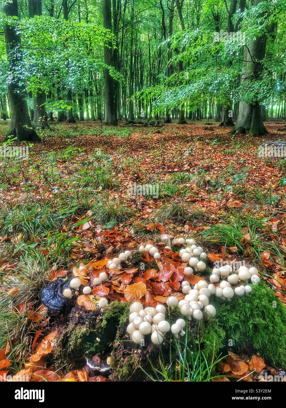 Fungo Puffball che cresce su un ceppo di albero in un bosco di faggio vicino a Winchester Hampshire Regno Unito - Immagine stock catturata con smartphone