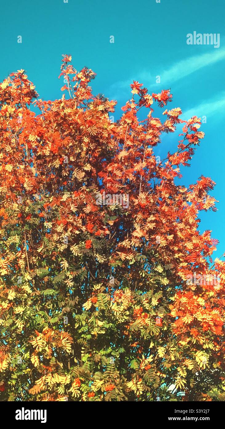 Foglie di autunno verde e arancione brillante su un albero con cielo blu e percorsi in aeroplano bianco Foto Stock