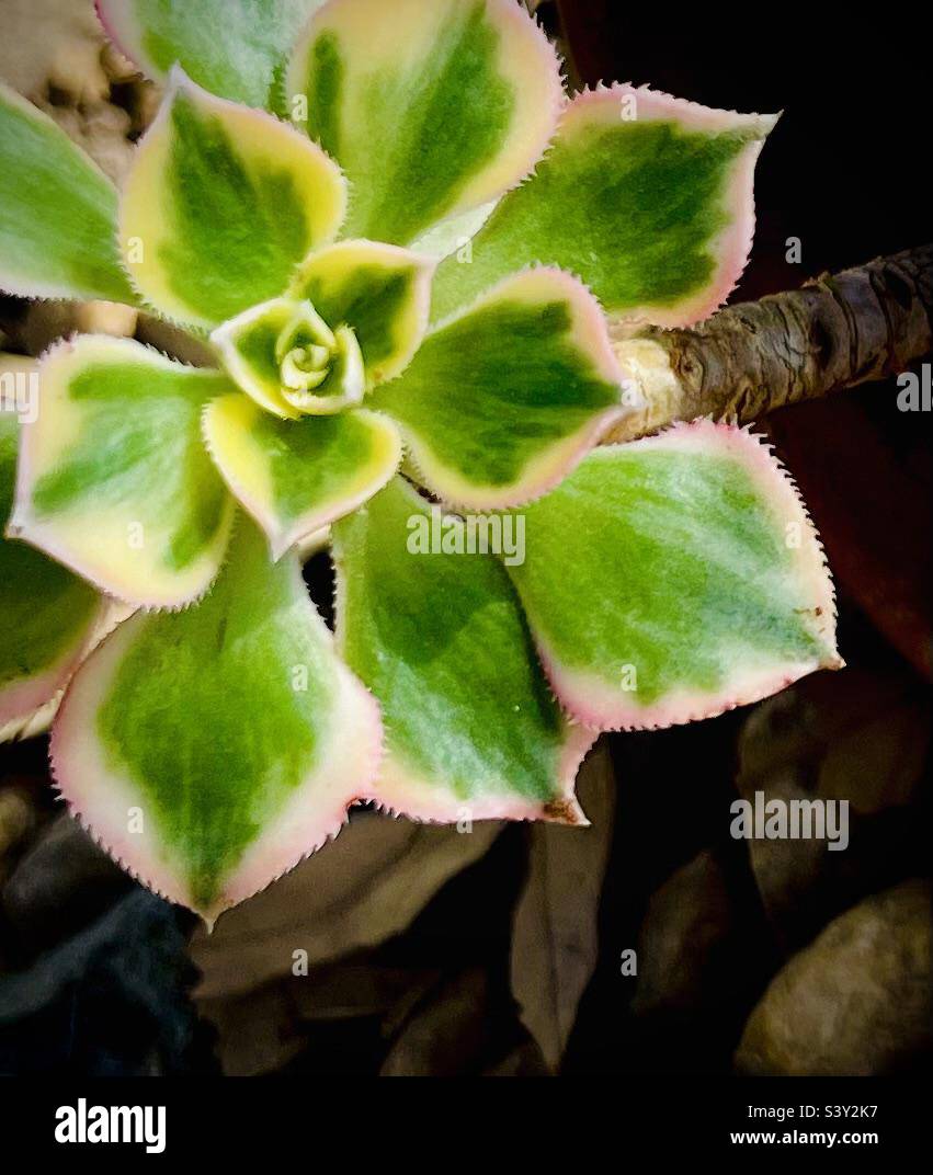 Bella variegata Aeonium Kiwi succulente Foto Stock