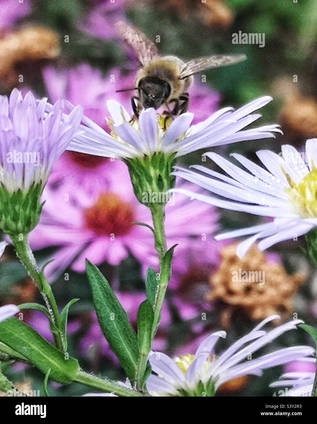 Ape su fiori viola Foto Stock