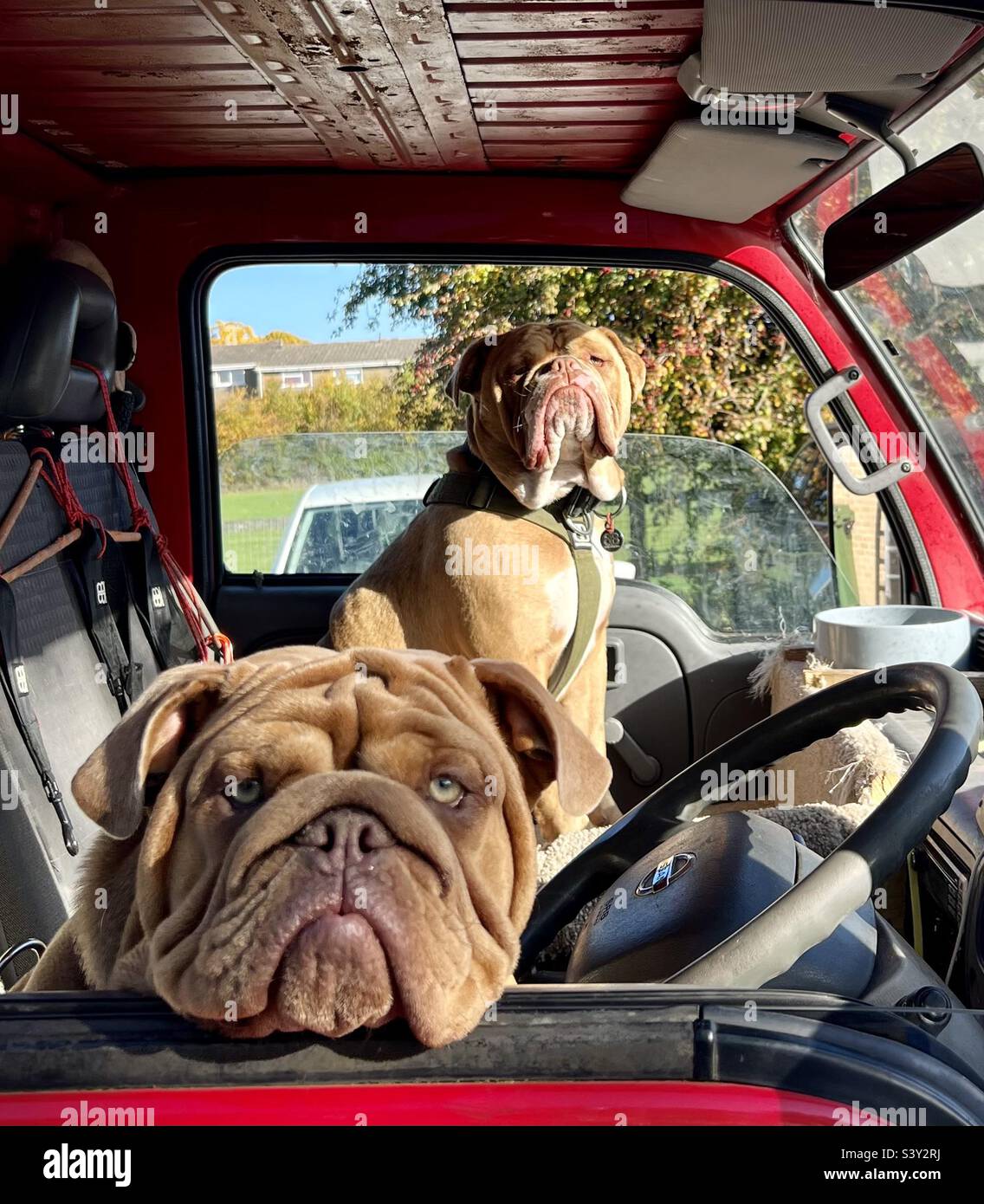 Cani seduti in un furgone - Immagine stock catturata con smartphone