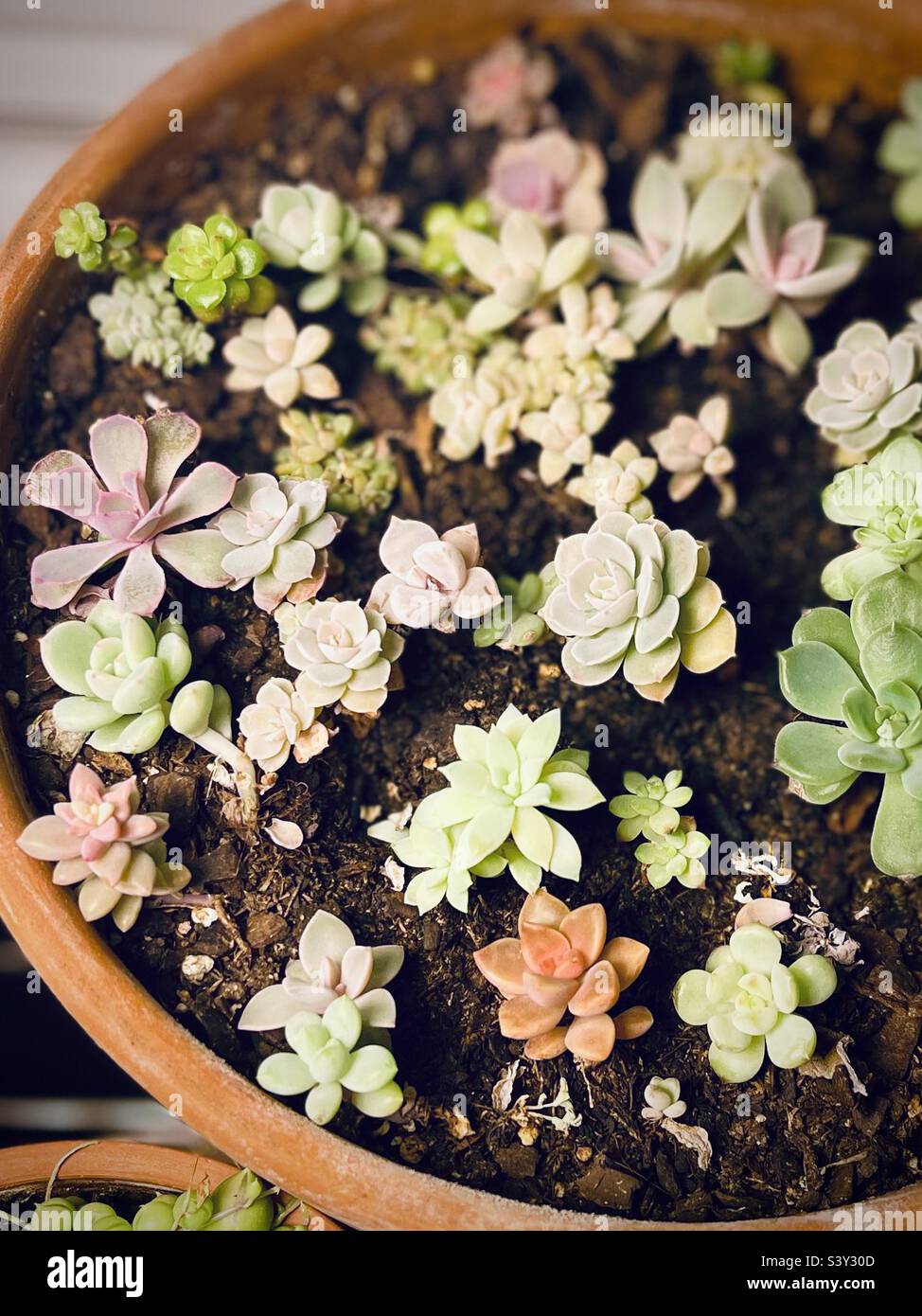 Giardino delle fate di mini succulenti propagati in ciotola Foto Stock