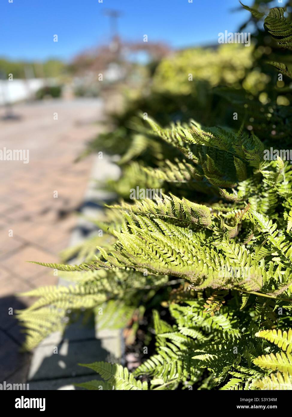 Felci con bel tempo - Immagine stock catturata con smartphone