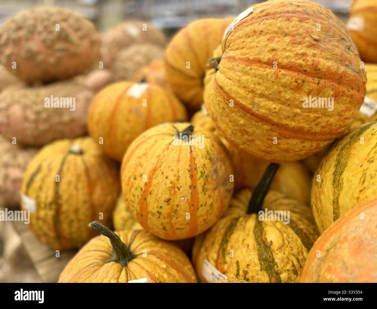 Zucche varie per Halloween Foto Stock