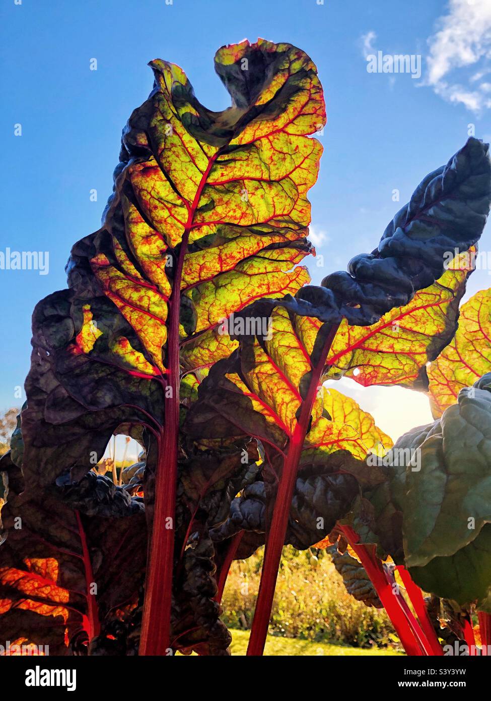 Foglie di barbabietola Cylindra contro un cielo blu che maturano nel giardino e pronte per la raccolta - Immagine stock catturata con smartphone