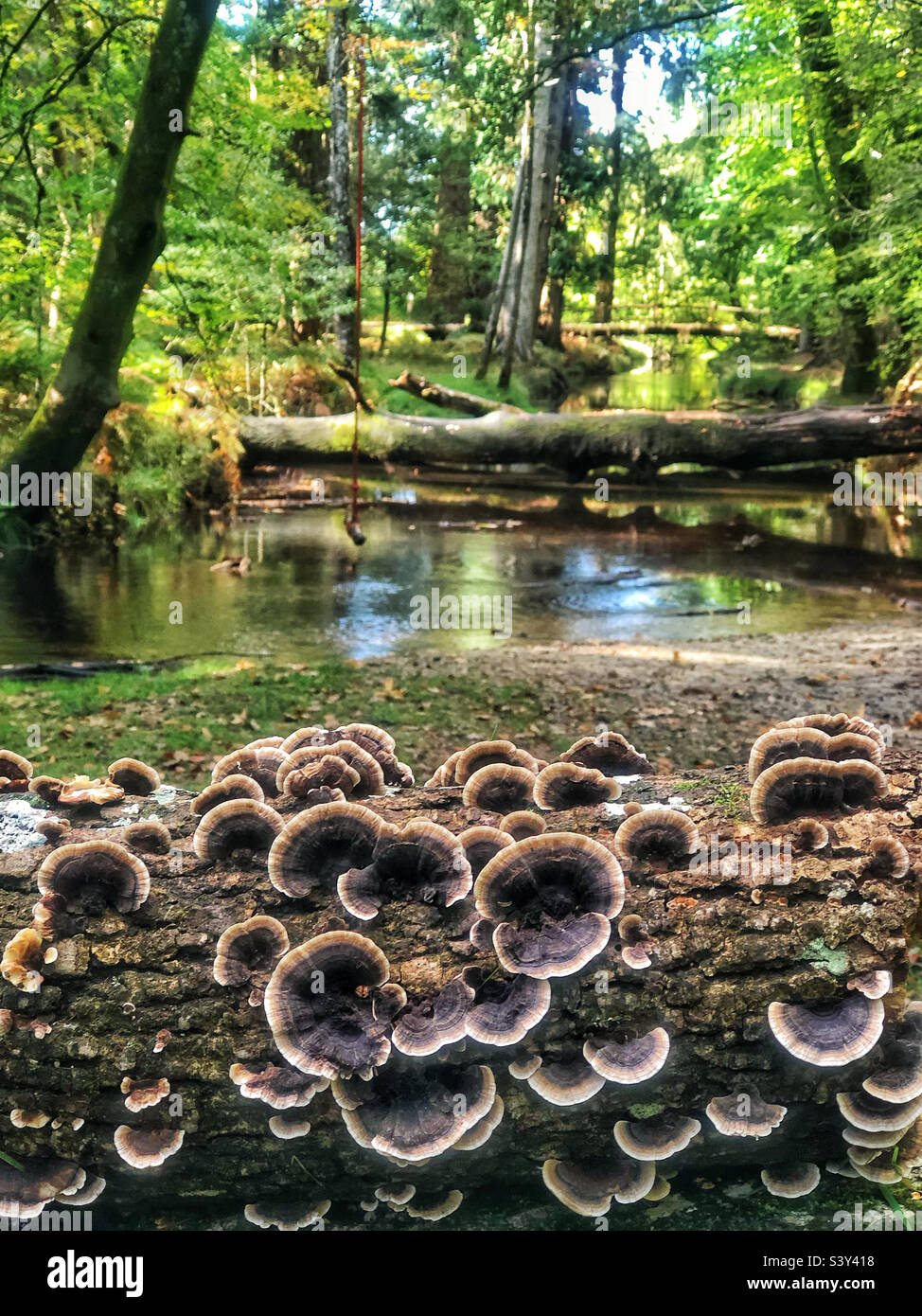 Polypore fungo in autunno che copre un albero caduto nel New Forest National Park Hampshire Regno Unito - Immagine stock catturata con smartphone