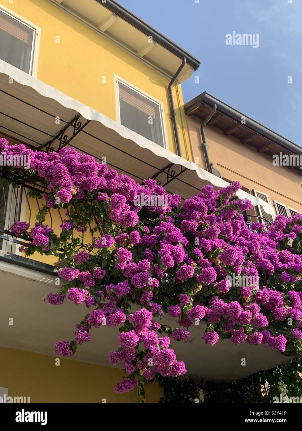 Bouganvillea rosa a Sirmione contro casa gialla - Immagine stock catturata con smartphone