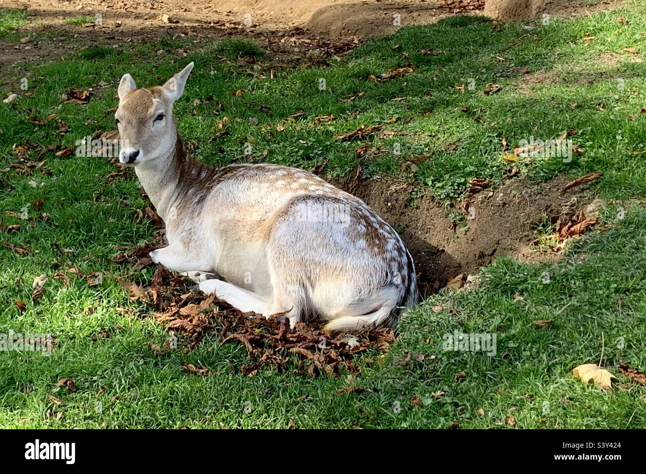 Un cervo muta seduto in una cavità nel terreno Foto Stock