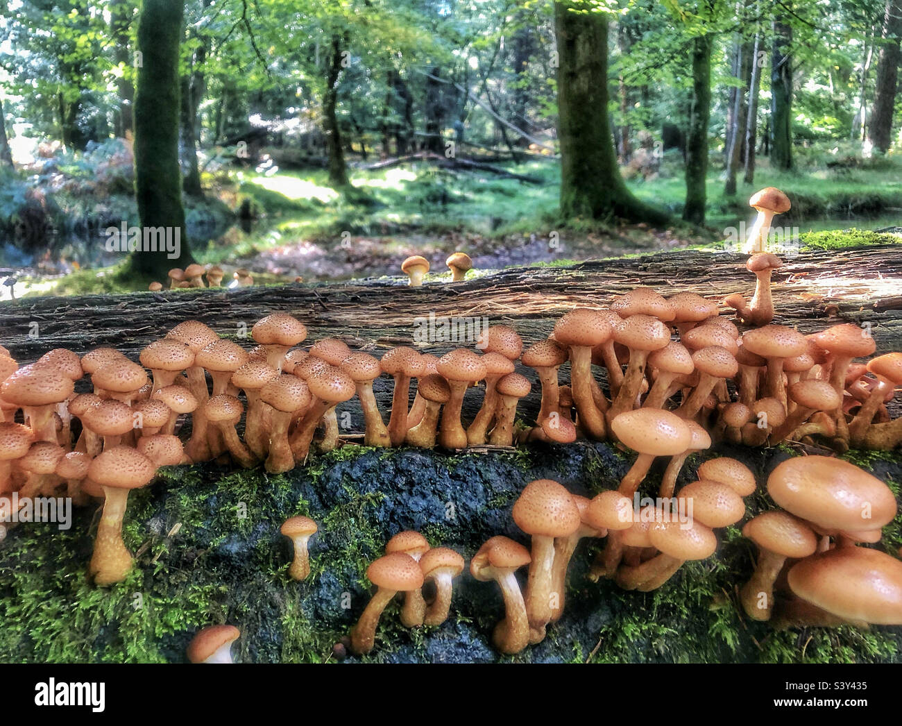Funghi in autunno crescere su un albero caduto in una foresta Hampshire, Regno Unito - Immagine stock catturata con smartphone