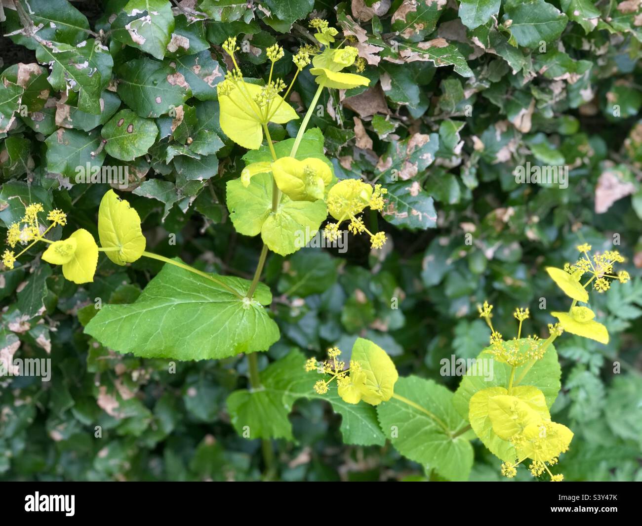 Giallo Smyrnium perfoliatum, a Grande Dixter, in Sussex Foto Stock