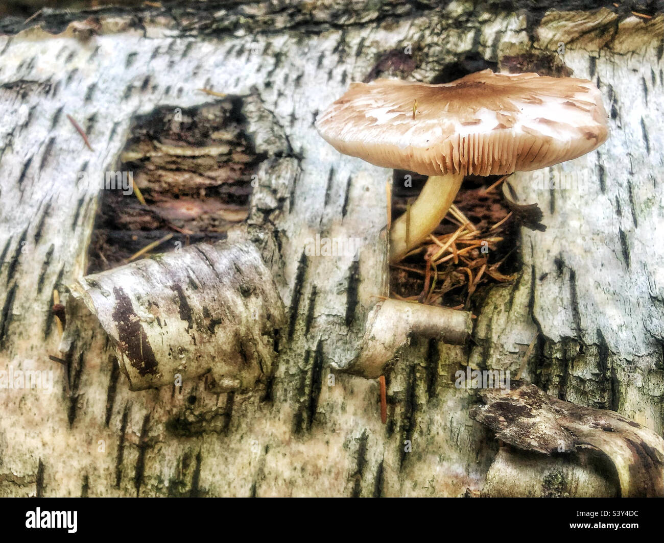 Fungo che cresce su un albero caduto di betulla argentata in boschi di Stoke Park, Hampshire Regno Unito - Immagine stock catturata con smartphone