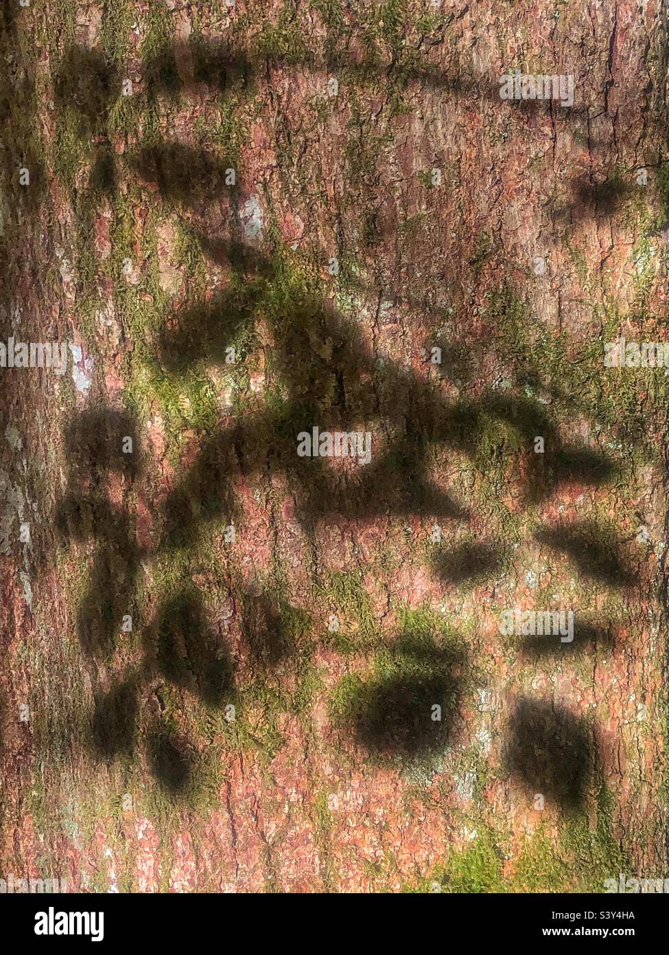 Ombra morbida di foglie sulla corteccia dell'albero Foto Stock
