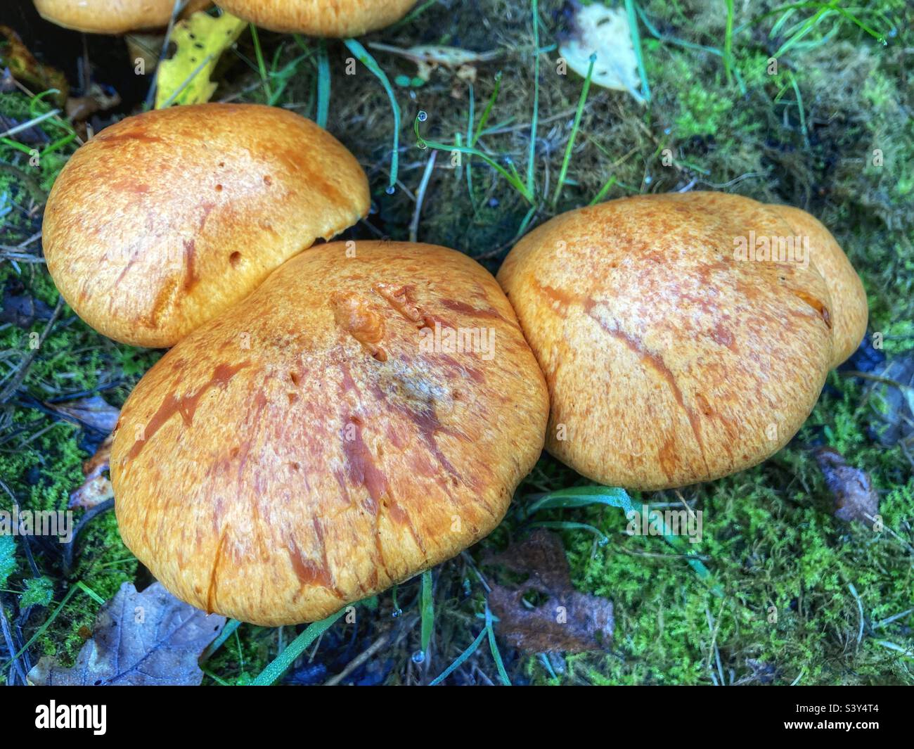 Funghi attraenti Rustgill spettacolare (GLactobacillus junonius) che cresce in un campo su un ceppo di albero marciante. Il colore del cappuccio varia dall'oro all'arancione. Foto Stock