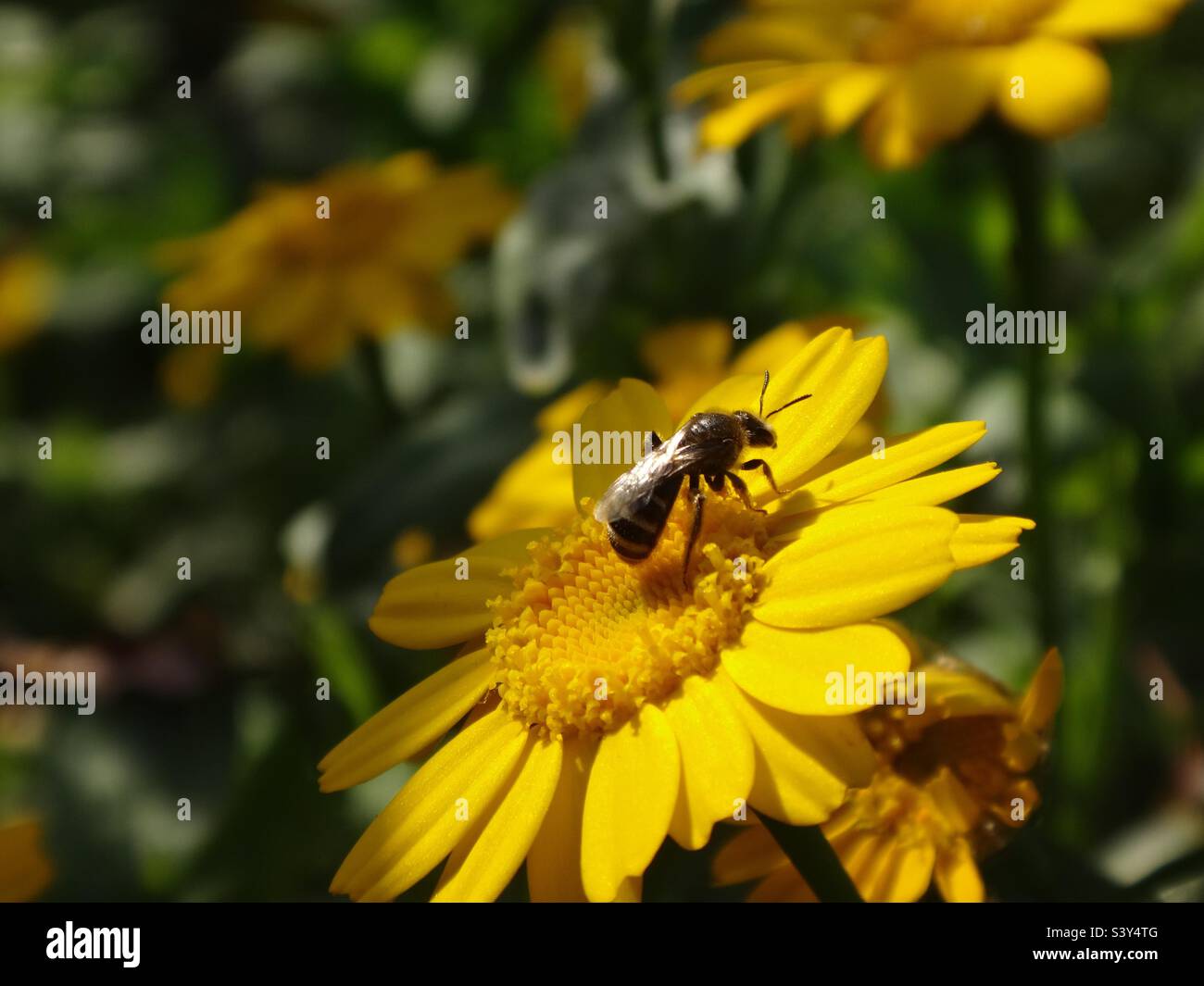 Piccola ape del solco (Lasioglossum sp.) seduta su un fiore giallo brillante di mais Foto Stock