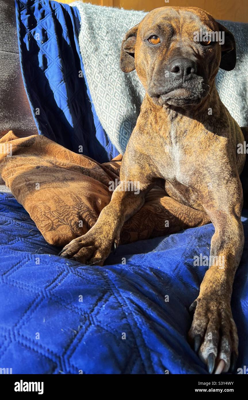Brindle cane di razza mista seduto sul divano blu - Immagine stock catturata con smartphone