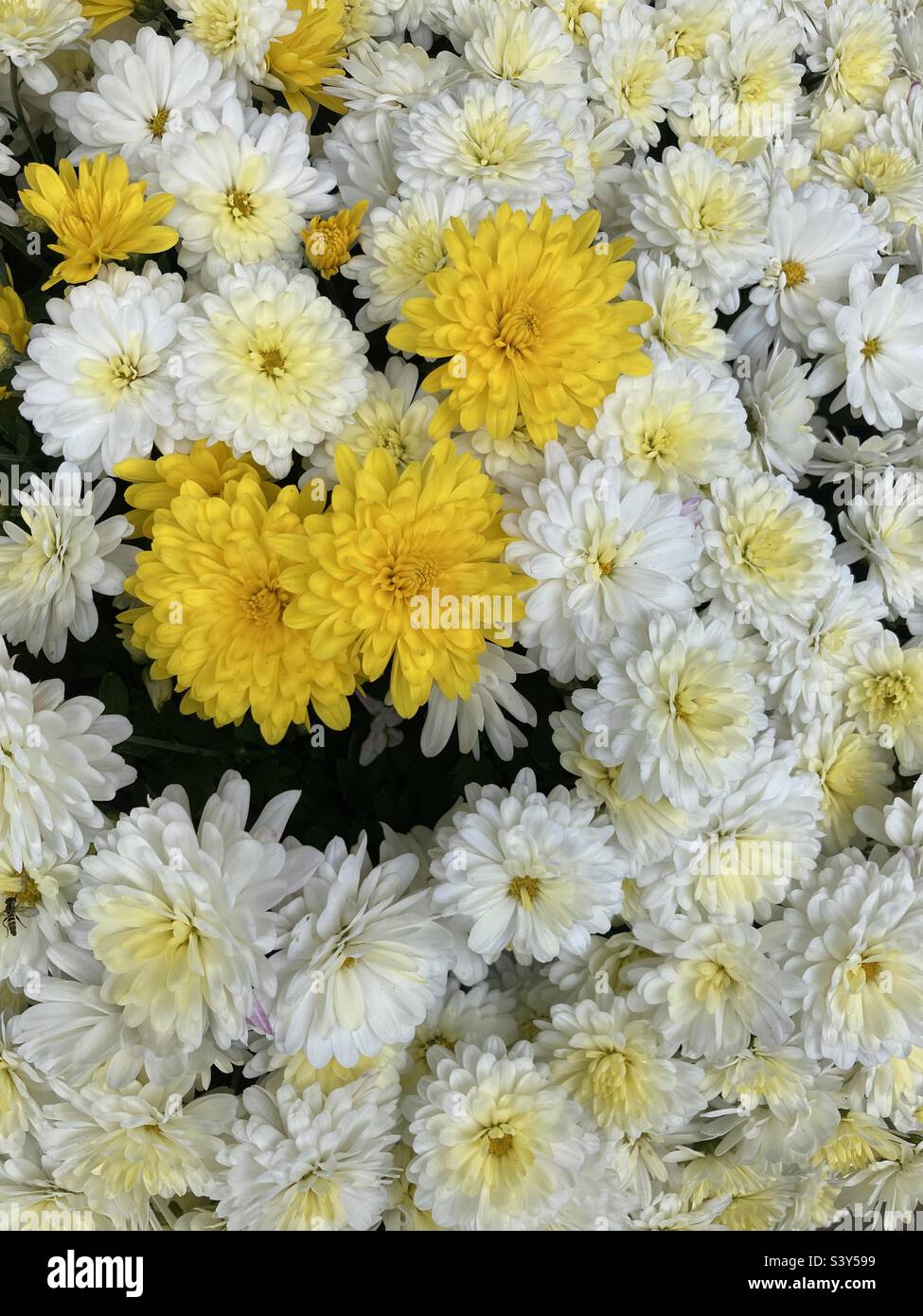 Miscela di crisantemo di bianco e giallo - Immagine stock catturata con smartphone