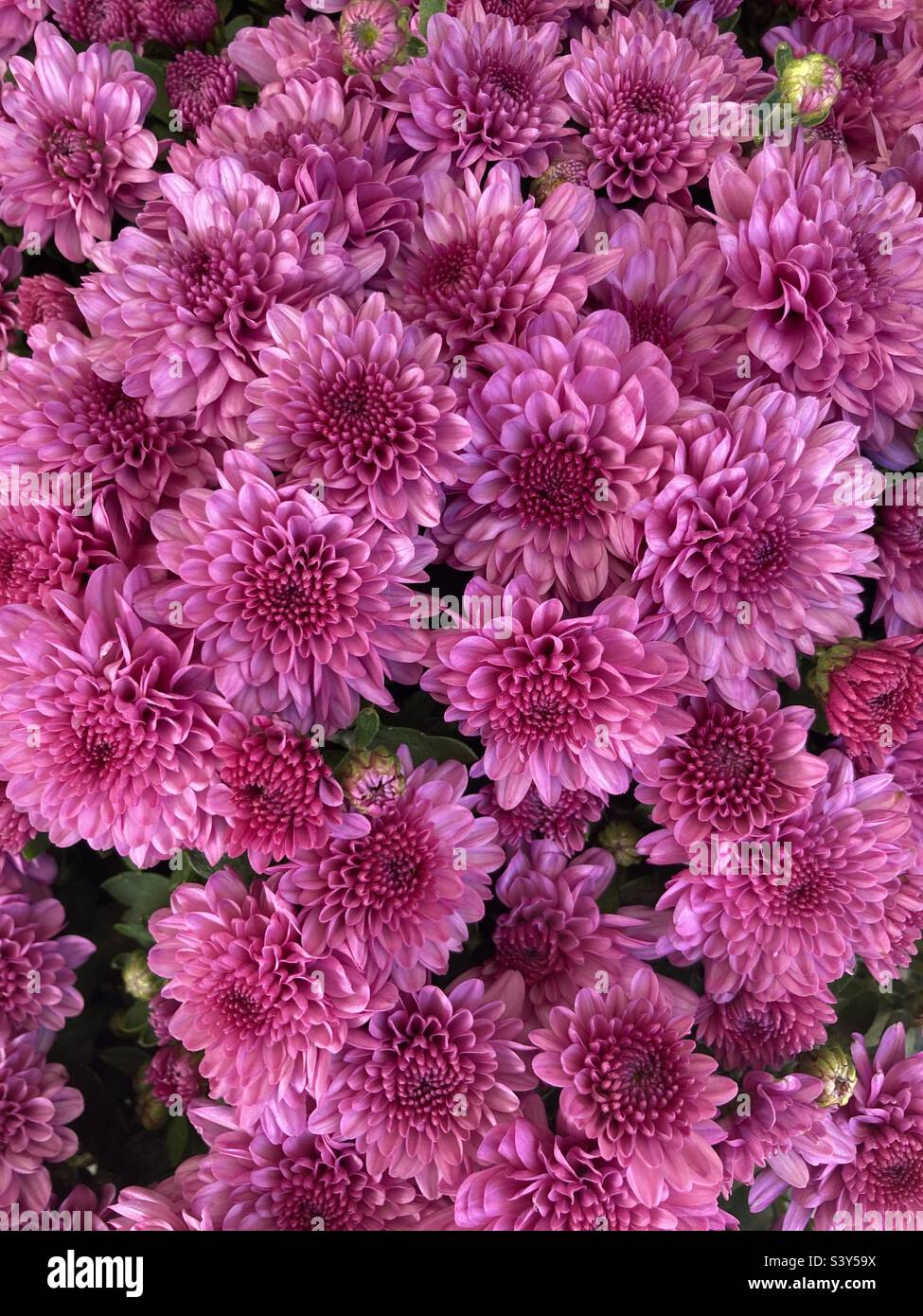 Rosa crisantemi - Immagine stock catturata con smartphone