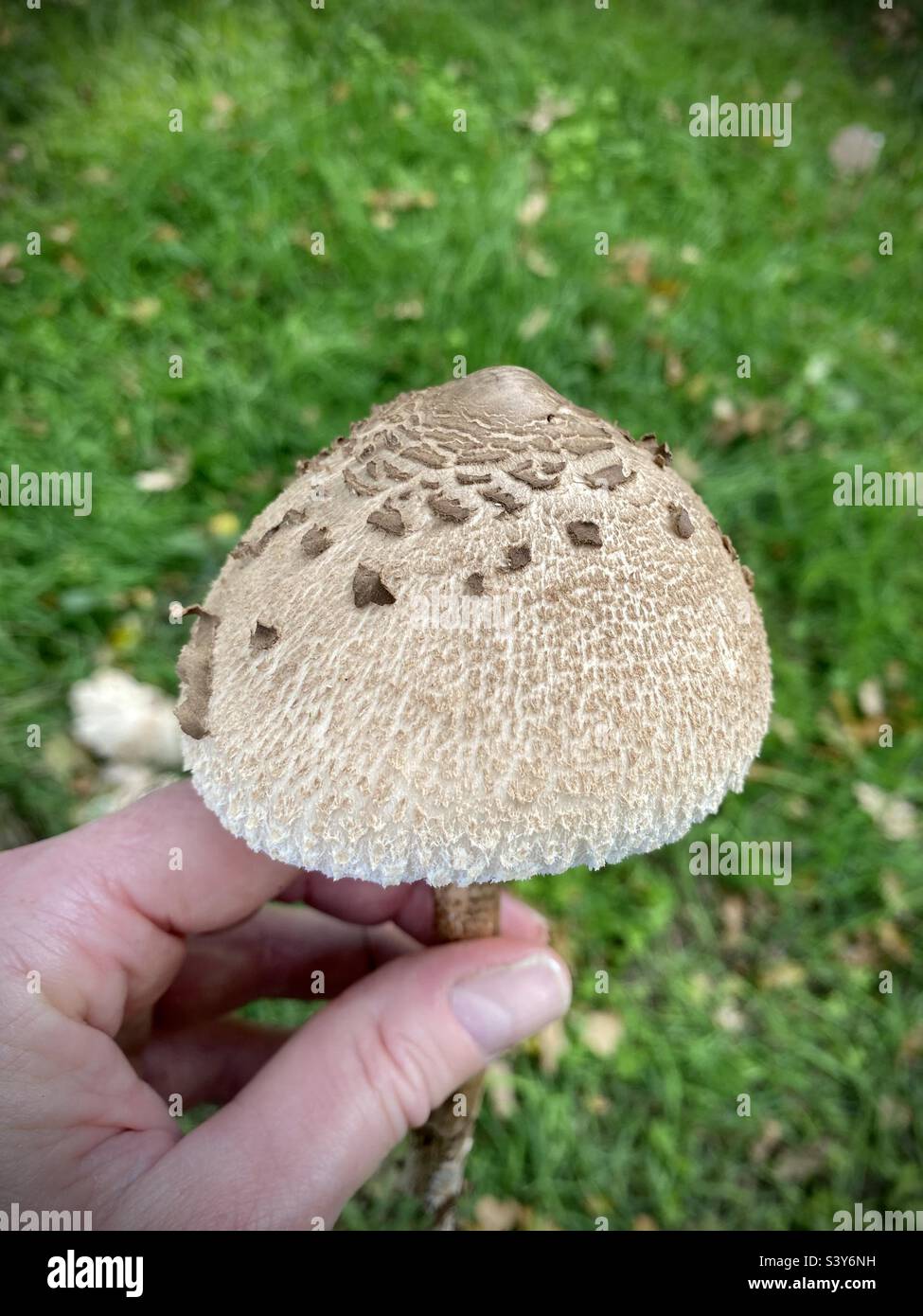 Grande giovane fungo Parasol raccolto nel Regno Unito nel mese di ottobre Foto Stock
