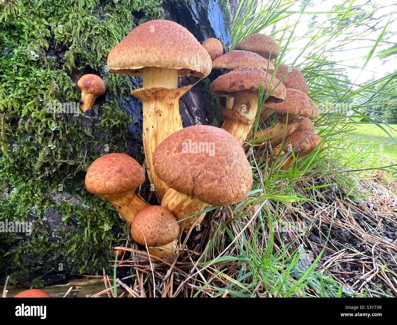 Fungo selvatico che cresce alla base di un albero in autunno Foto Stock