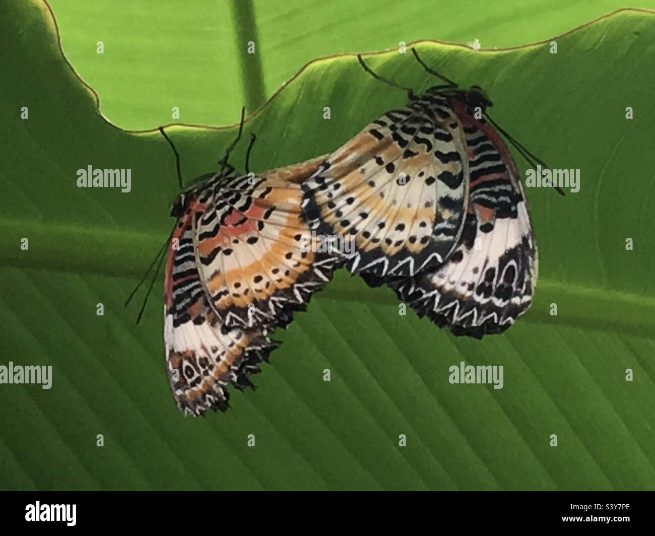 Coppia di farfalle lacewing leopardo accoppiamento Foto Stock