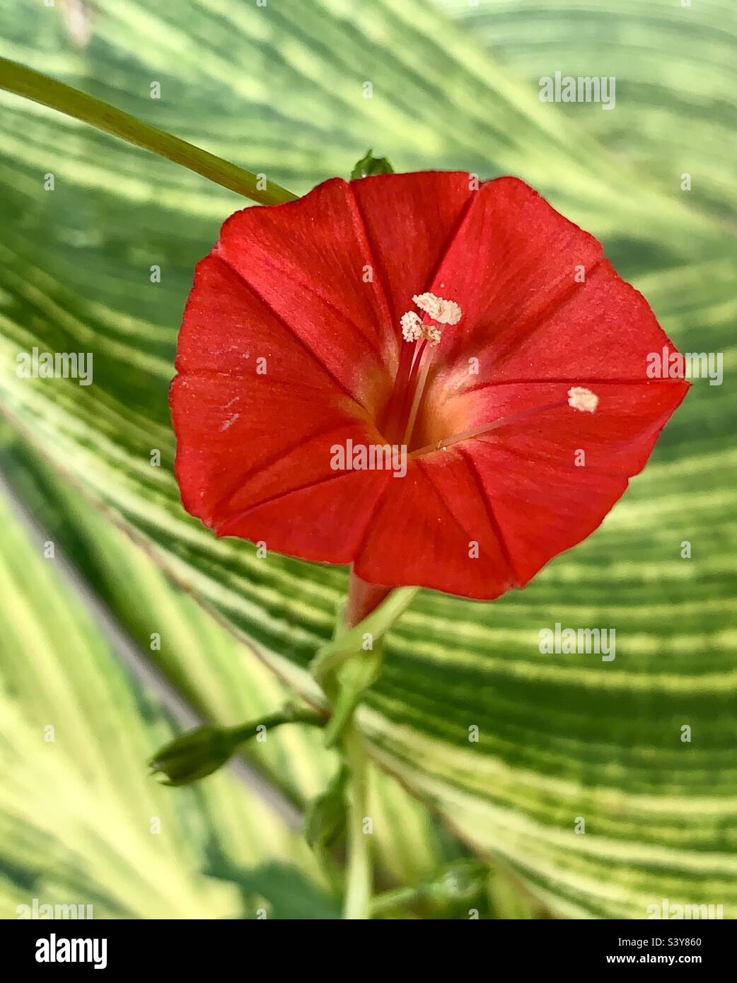 Fiore di fiore di Iva-foglia gloria mattina Foto Stock