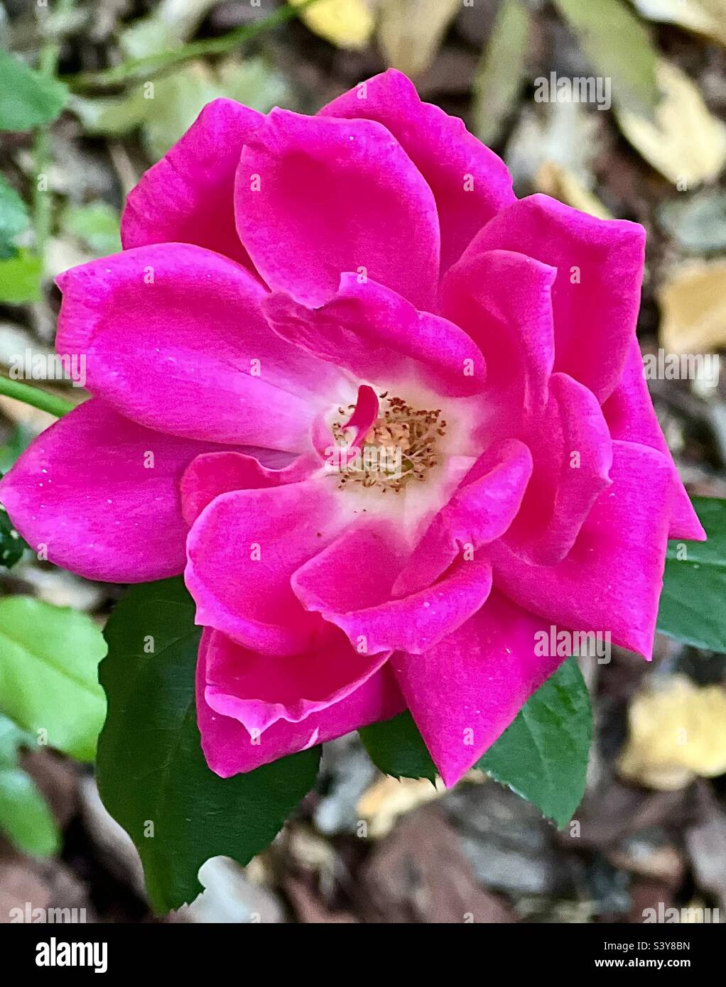 Rosa scuro Chin Rose Closeup Foto Stock