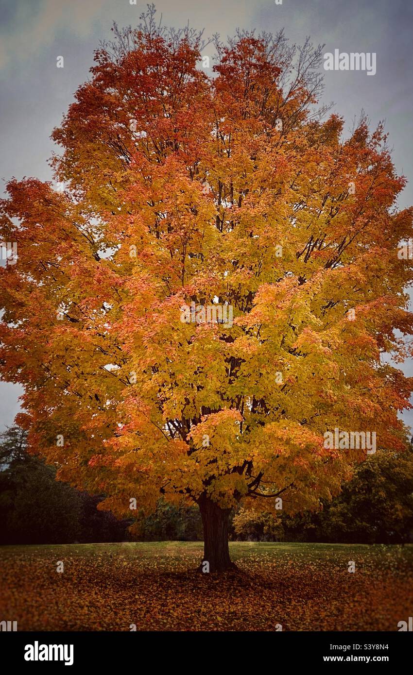 Albero di autunno - Immagine stock catturata con smartphone