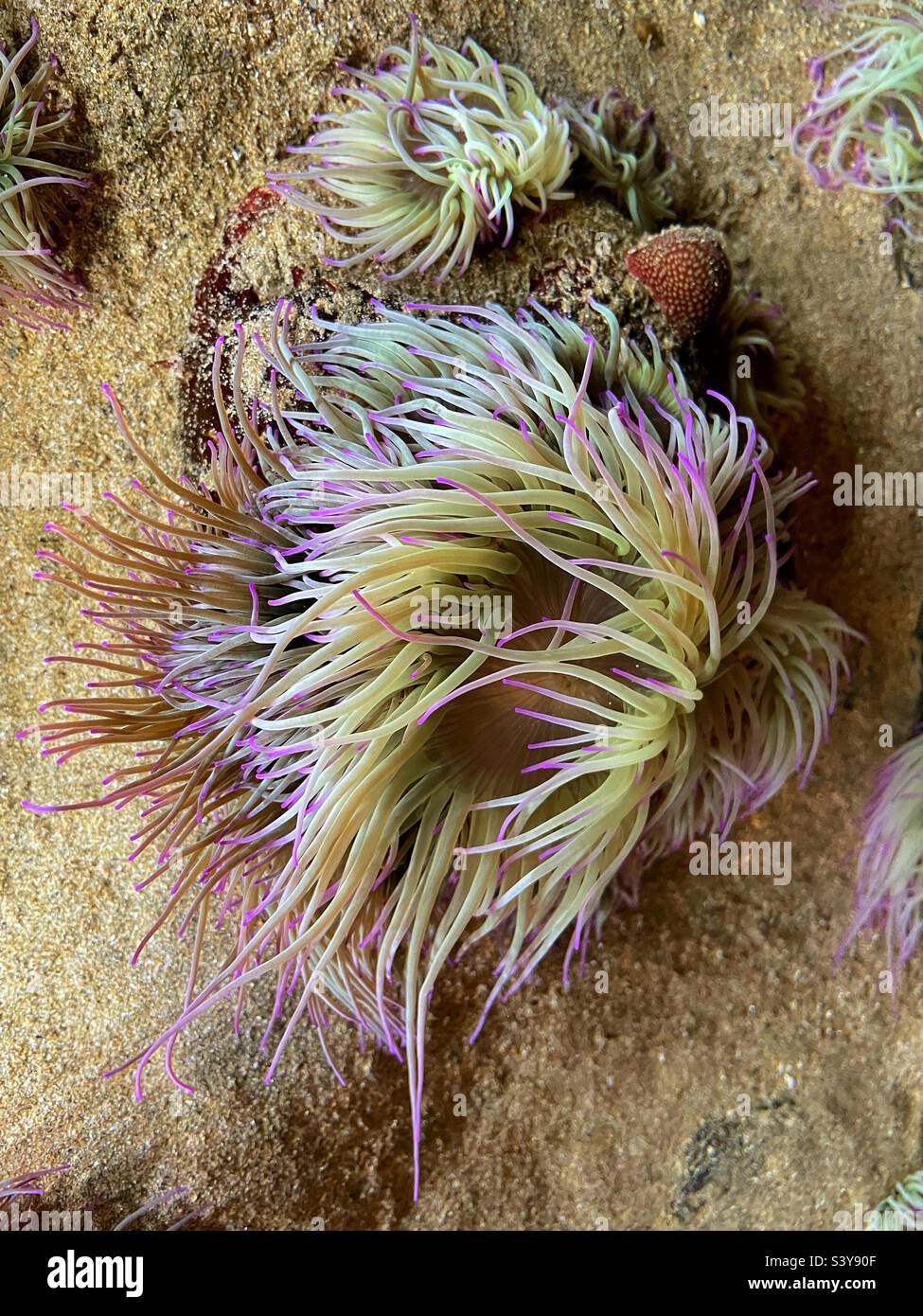 Snake blocca anemone (Anemonia viridis) in una piscina di roccia, Cornovaglia. Foto Stock
