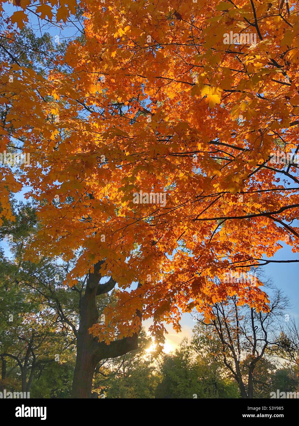 Foglie di autunno. Foto Stock