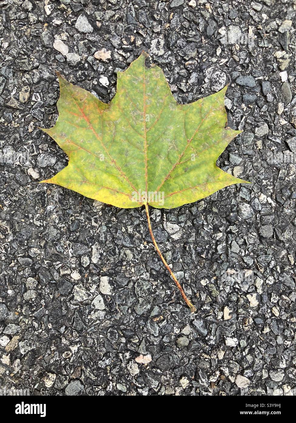 Foglia di acero verde su strada durante il mese di autunno del New England, ad ottobre Foto Stock