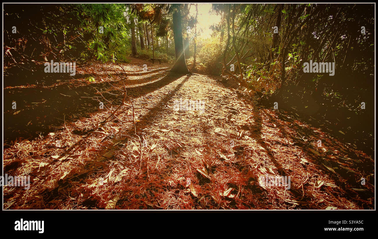 Ombre nella foresta. Foto Stock