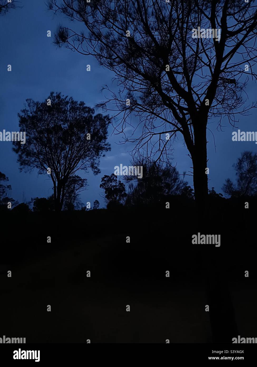 Alberi di notte - Immagine stock catturata con smartphone