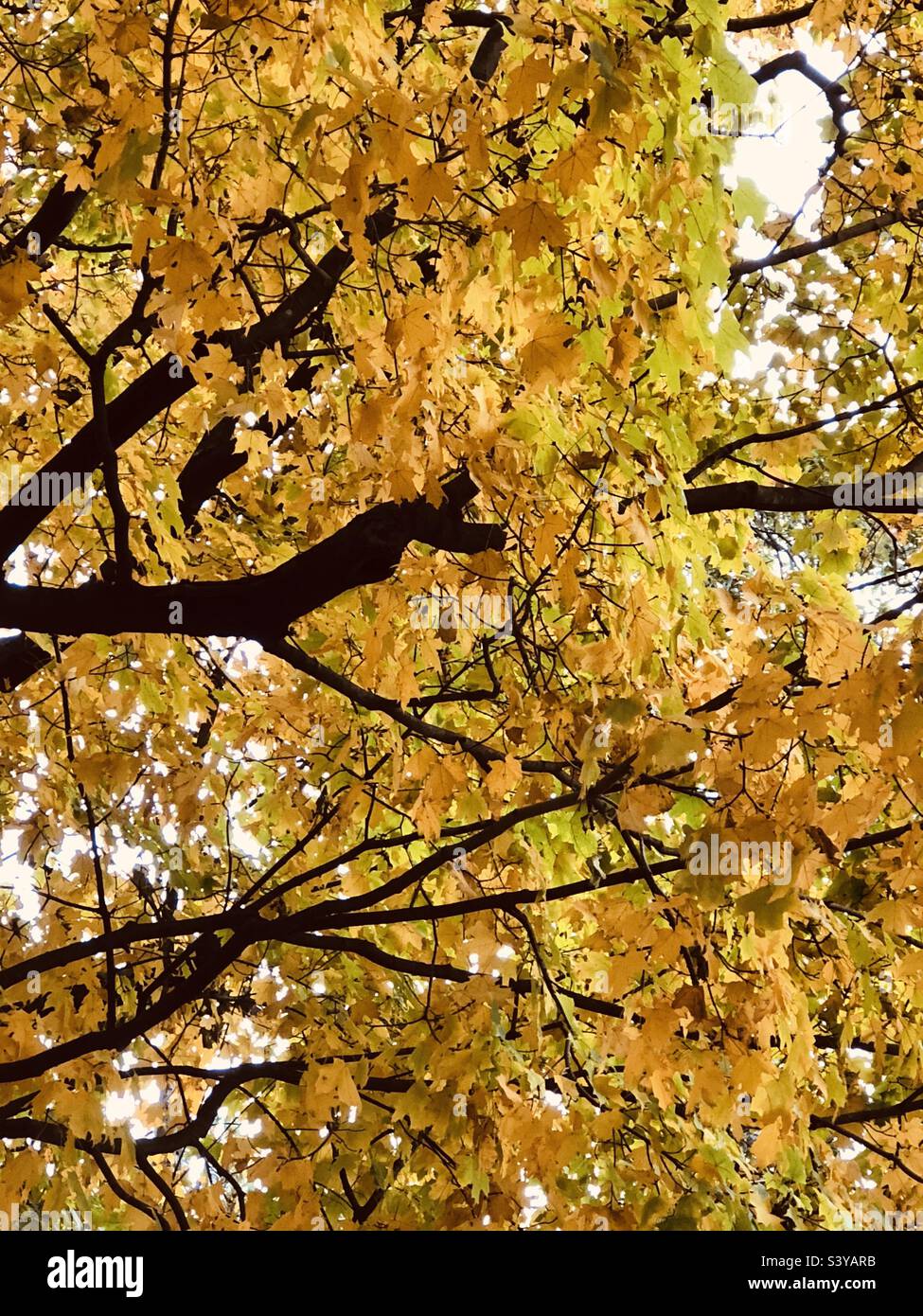 Bellissimo albero giallo foglie in autunno - Immagine stock catturata con smartphone