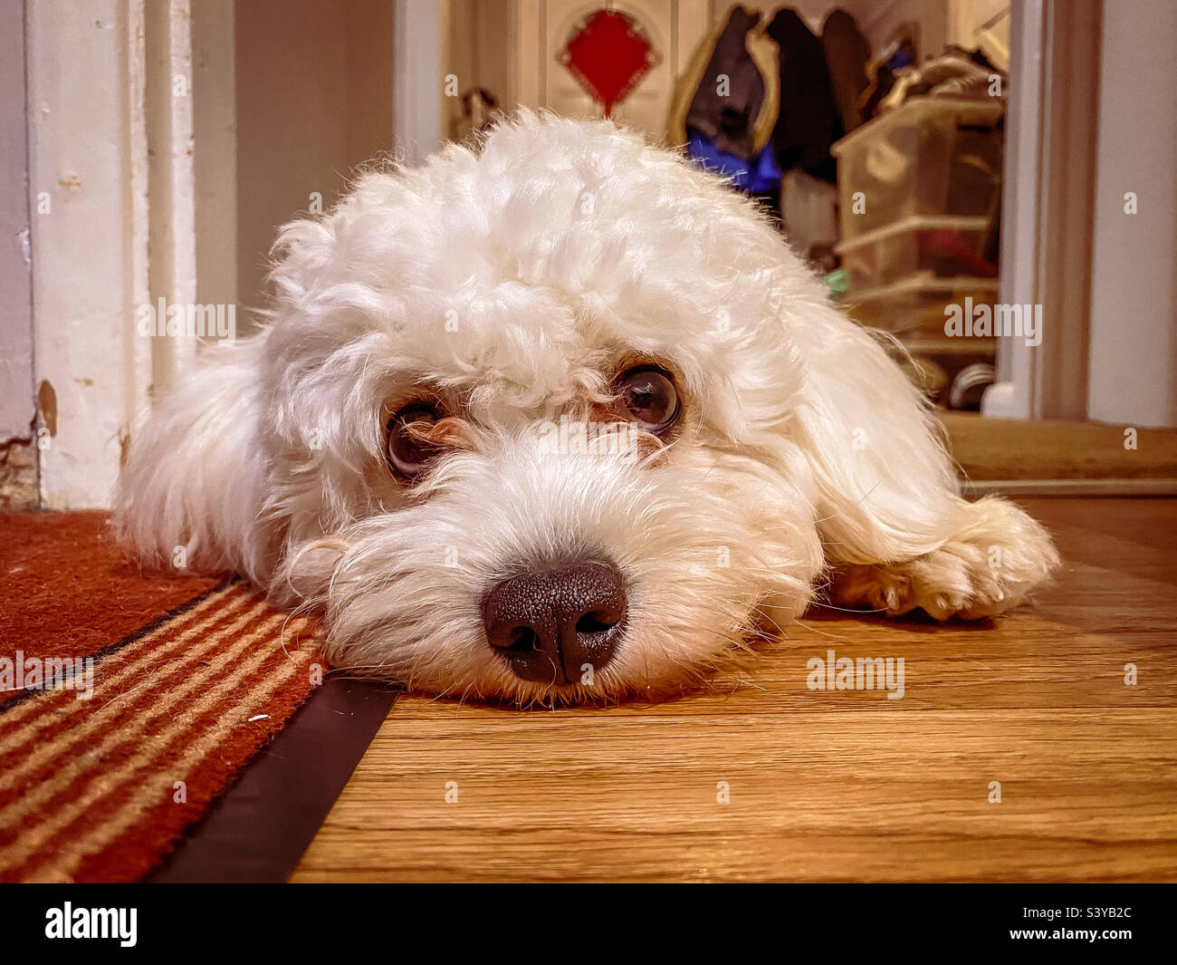 Ritratto di un cane bianco e soffice cavapoo sdraiato sul pavimento Foto Stock