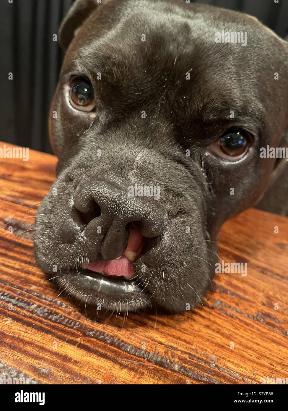 Primo piano ritratto di carino cane nero maturo con palato spinato Foto Stock