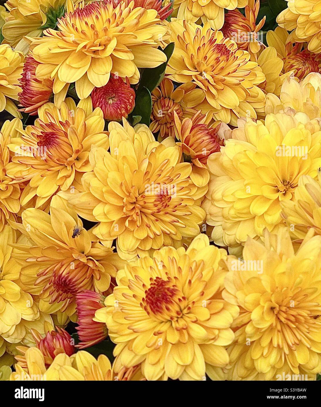 Crisantemi a due tonalità Foto Stock