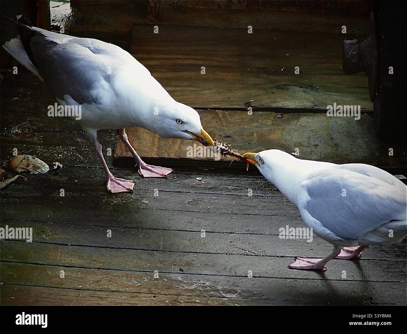 Due gabbiani che combattono su del cibo . Foto Stock