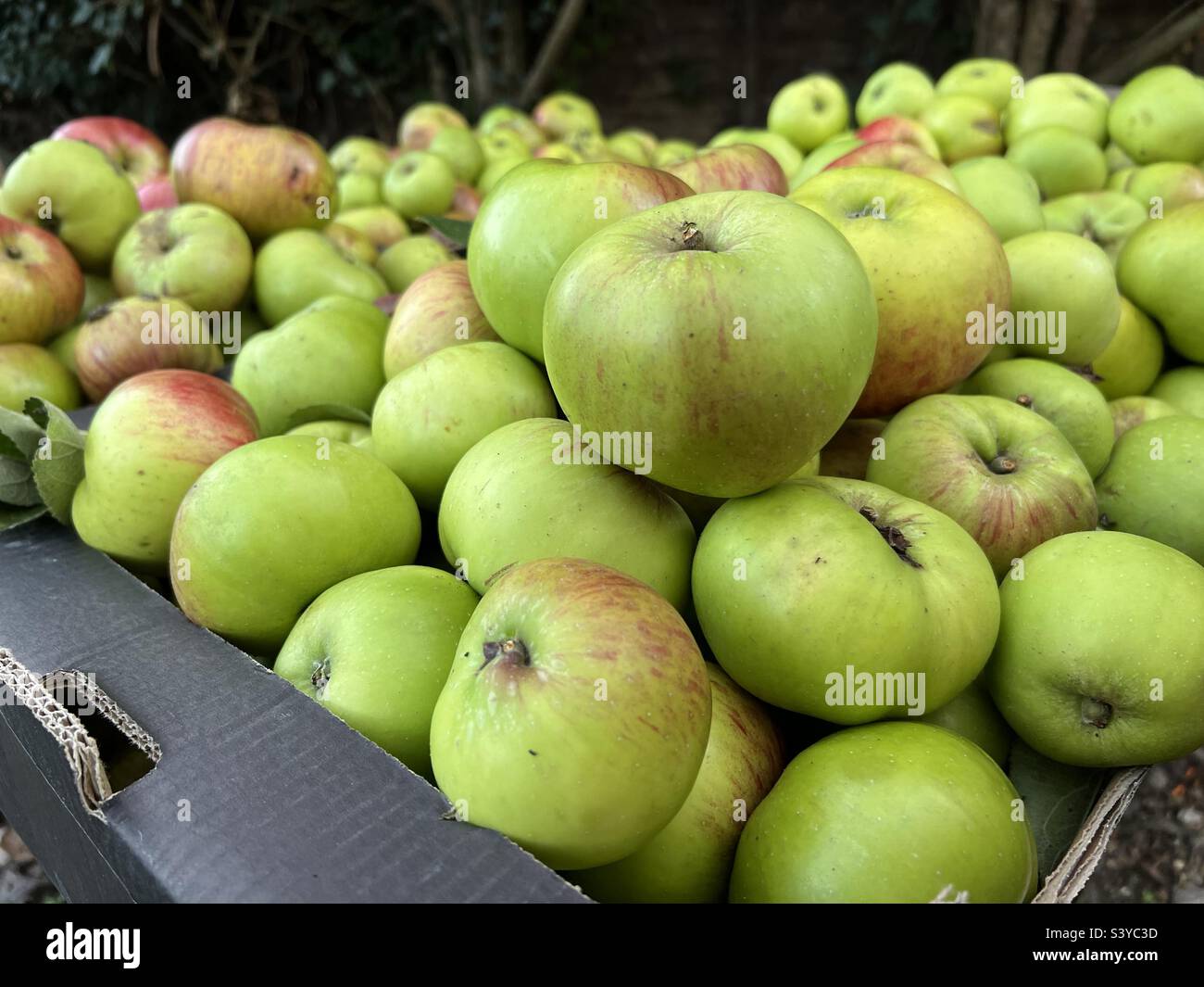 Raccolto di mele, raccolto autunnale UK. Mele accatastate in scatole. Foto Stock